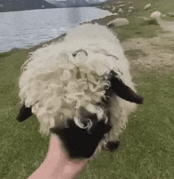fluffy sheep getting pet